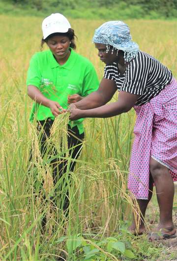 Two women in Liberia help each other harvest rice in the field