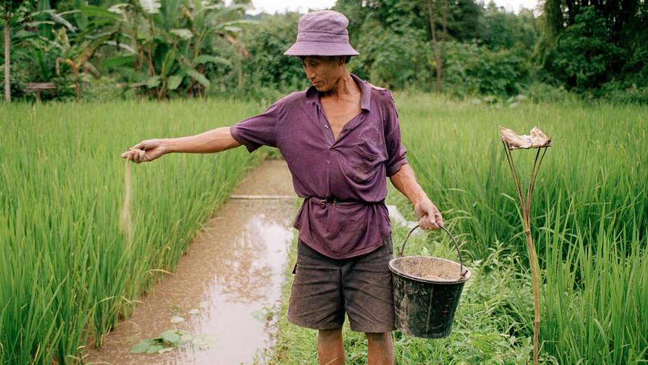 Rice Cultivation in Laos