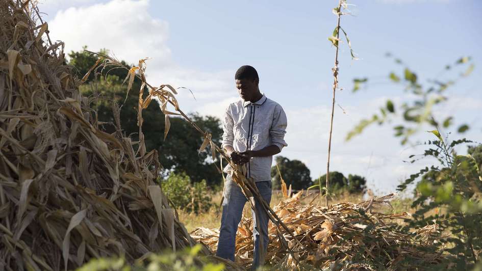 El Niño causes drought and flooding: Man stands in front of parched maize plants in Malawi