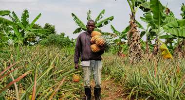 A farmer in Uganda harvesting pineapples, 2021.