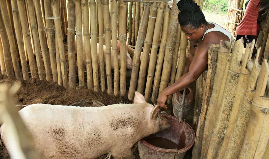 Woman pours water into a pig trough with a watering can