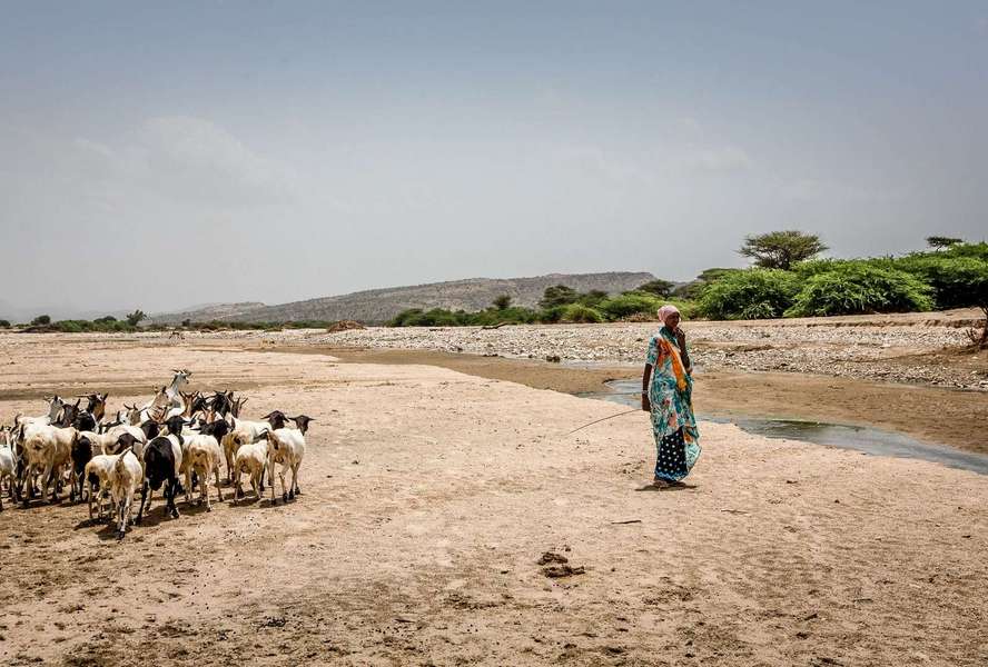 A woman with her goats at a nearly dried-up watercourse in Somaliland