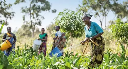 Landwirtinnen bei der Arbeit in einem Feld in Malawi