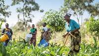 Landwirtinnen bei der Arbeit in einem Feld in Malawi